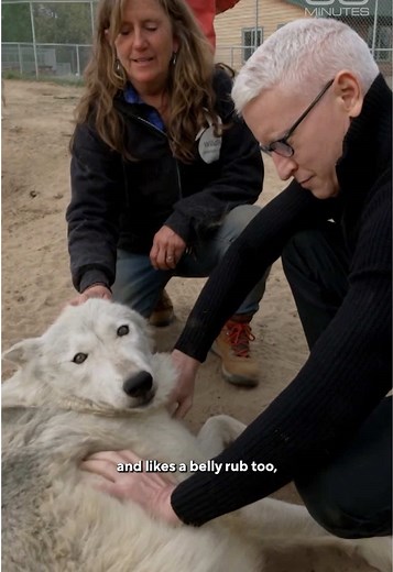 Anderson Cooper visited the Wildlife Science Center in Minnesota in 2022 and met a pack of gray wolves known as the “Children of the Corn.” They earned the name after attacking and killing their father, then trying to kill their mother, explained director Peggy Callahan. She said it happened simply because they had the opportunity. Callahan is now the dominant member of their pack. But don't be fooled, dominance has its limits. Cooper learned the hard way when one wolf lunged at his hand. #wolve
