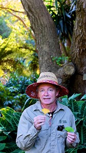A living fossil that turns to gold. Paul digs deep into the history of the Ginkgo biloba tree, which has been rocking the same look since the days of the dinosaurs - over 200 million years ago! Known as a "living fossil," this East Asian tree has survived ice ages, mass extinctions, and even the atomic bomb in Hiroshima. The fan-shaped leaves also sport this beautiful buttery yellow tone in the winter months. | Botanic Gardens of Sydney
