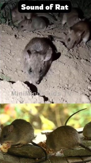 Real Rat Sound | Rat Voice | Animal Sounds for Kids | #minimindskidstv