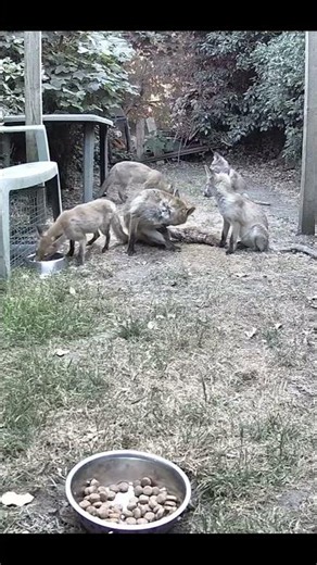 How's this for a Fox family 🦊🦊🦊👀👀💕🤗
