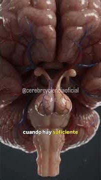 La glándula de 30 gramos que controla todo tu cuerpo