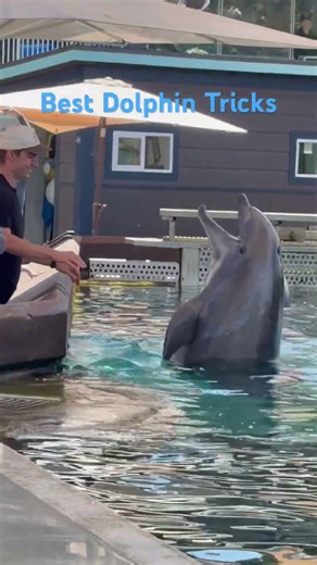 The Dolphin Tricks in Seaworld