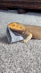 My favorite boot socks were worn out. Sammy loves them, so I cut off the top so he can keep a little piece as a reminder. | Whosagoodlizard