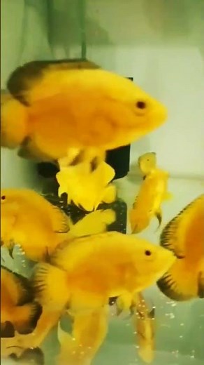 Oscar Fish Monster Fish || Beautiful Fish 😍😍😍😍 ||
