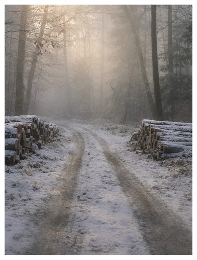 Carolin | Forest Tales ✧ Photography | Saying goodbye to winter - grateful for every frozen morning, every silent forest, every soft sunrise 🤍 #quietmoments #softlight... | Instagram