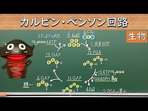 What is the Calvin-Benson Cycle? [70 Biology]