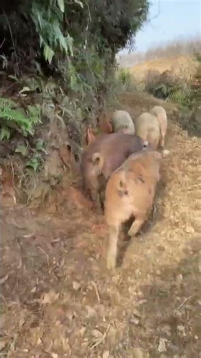 I Safely Loaded a Pig onto a Truck in JUST 10 Minutes | For Education Only