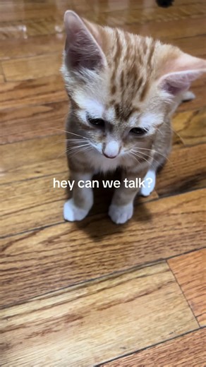 batcat #fyp #viral #batman #catsoftiktok #makemefamous