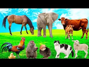 Top Farm Animal Sounds – Cows, Sheep, Pigs & hours - Animal Sounds