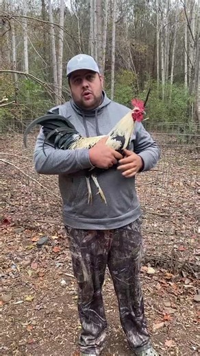 Pure Bennett Grey stag $