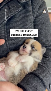 1.5M views · 55K reactions | Okay, this is cute...  | Dad Jokes | Facebook