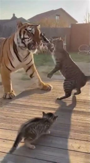 BRAVE CAT Confronts GIANT TIGER! (Unexpected Outcome) 😱🐯