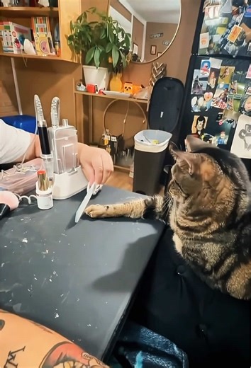 The cat is imitating my behavior😋😊#cat#funnycats #catsoftiktoks#fyp #foryou #viral