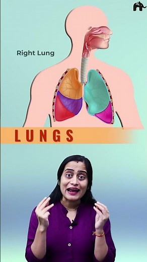 Lungs | Breathing and exchange of gases One shot video with Roshni mam | animation + concepts