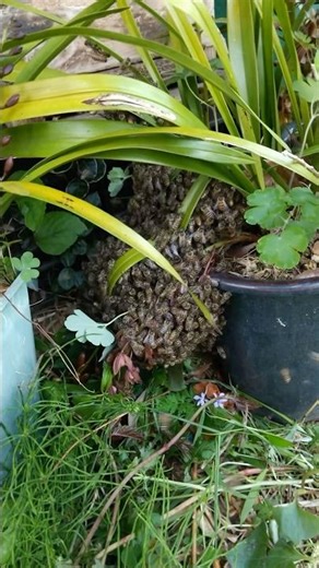 Honeybees are swarming and find their new home.