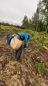 FAQ #29: Have you ever been lost in the forest? Answer: Typically, we work in designated areas ensuring we know precisely where to plant trees. We don’t venture into parts of the forest. Additionally, we always carry GPS devices and satellite phones for assistance if required. Question asked by: Nadhira #trees #treeplanting #treeplanter #planttrees #plantingtrees | Antoine Moses