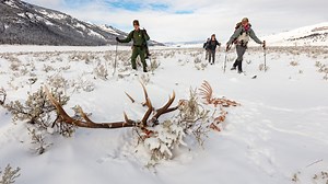 To commemorate #25YearsOfWolves in Yellowstone, we’ll be broadcasting live each Tuesday in March to share what we’ve learned and answer your questions. On March 10, at 11am MST, we’ll discuss the scientific discoveries that have come from studying wolves in Yellowstone. The Wolf Project cluster crew aims to better understand one such discovery that has come from studying wolves in Yellowstone, their impact on prey. Through searching wolf GPS clusters (sites where wolves spent an hour or more at 