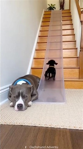 The look on the Pitties face is priceless 😂🤦‍♂️