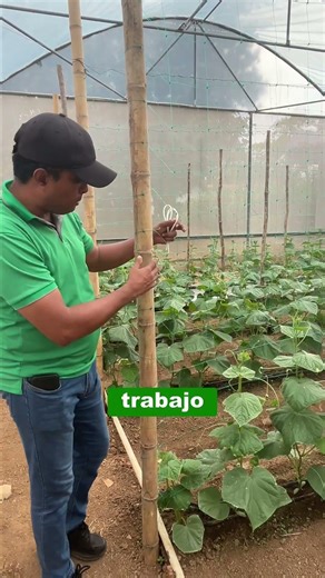 How to use trellis netting to optimize your greenhouse crops | Torotrac Panama