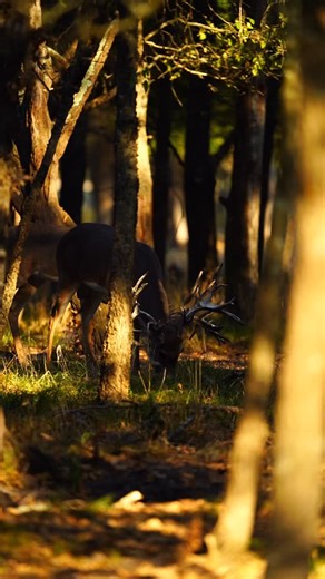 15 reactions | Something peaceful about being in the woods…  Call/Text (903)456-7875 #1024ranch #texas #deerseason #whitetail  by @tag_outdoors  @colettecarteryoung | 10-2-4 Ranch | Facebook
