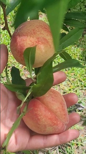 How to Get Rid of Fruit Flies Without Using Poison in Your Orchard