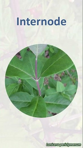 Internode - botany word of the week