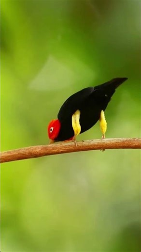 Red-capped Manakin bird|Black, yellow and red bird #shorts #exploreshorts