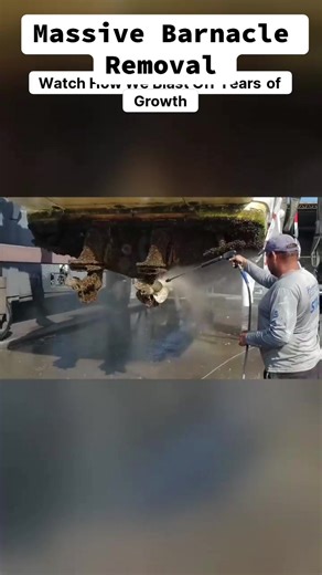 Ever wondered what those little crusty things stuck to rocks, boats, or even whales are? 🐚 Those are barnacles — one of the strangest and most fascinating creatures in the ocean! 🌊 These tiny crustaceans start life swimming freely, but once they find the perfect spot, they glue themselves down forever. 🪨 They literally cement their heads to a surface and spend the rest of their lives upside down, waving their feathery legs to catch food from the water. 🤯 Barnacles are actually related to cra