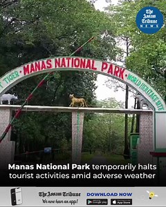 Video Report | The Manas National Park, a UNESCO World Heritage Site, has been officially closed to tourists for the next three months. Like every year, the decision to close the park was taken by the park authorities due to adverse weather conditions as a precautionary measure to ensure the safety of both visitors and wildlife. Read More: https://assamtribune.com/assam/manas-national-park-temporarily-halts-tourist-activities-amid-adverse-weather-1541042 #TheAssamTribune #ManasNationalPark #Assa