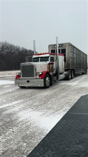 Tyler Trucking: Cattle Transportation with Peterbilt