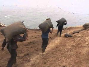 One century on, the guano boom is back