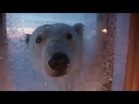 Living with Polar Bears in the Arctic | BBC Studios