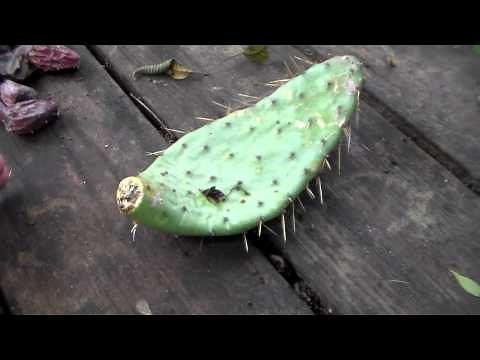 How to Root Cactus Pads , Propagate , Clone