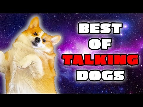 Best Talking Dog Videos (May 2023)
