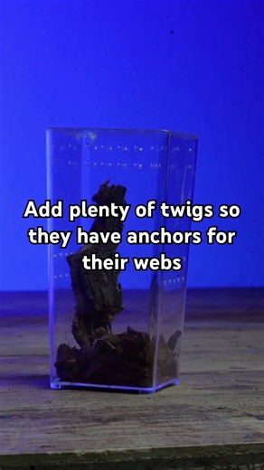 Velvet spiders are some of the best beginner spiders