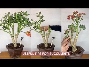 EASY Succulent Plants Care for Beginners in Just 8 Minutes? | 다육이 | 多肉植物