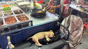 36K views · 1.1K reactions | In Nanjing, Jiangsu, a street food vendor was cooking noodles for his customers while his dog slept soundly next to him with the tongue out. The dog may think to itself: "I have bones to chew on, water to drink, and my owner can magically create delicious food. I am the happiest dog in the world!" #doglover #puppy #socute #sleepsoundly #warmsmyheart #diversifiedchina Courtesy of Douyin 730344969 | CGTN China24 | Facebook