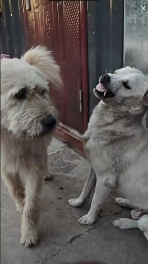 King Charles: The alpha dog strikes again. New video.