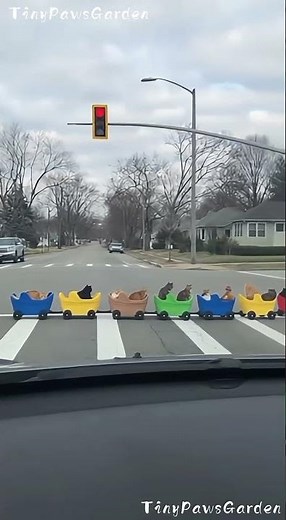 Unexpected Cat Wagon Train Passes Through the Crosswalk 😺🚶‍♀️🚋