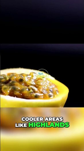 Passion Fruit Varieties: Purple vs. Yellow! East Africa