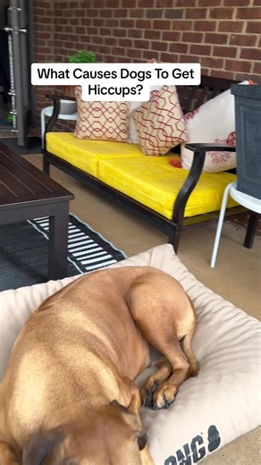 Hiccups in dogs #viral #foryou #foryourpage #for #foru #dog #dogs #dogsoftiktok #dogsofttiktok #ridgeback #ridgebacks #ridgebacksoftiktok #ridgebackpuppy #rhodesianridgeback #rhodesianridgebackoftiktok #rhodesianridgebacks #rhodesianridgebackpuppy #ilovedogs #pet #hiccup