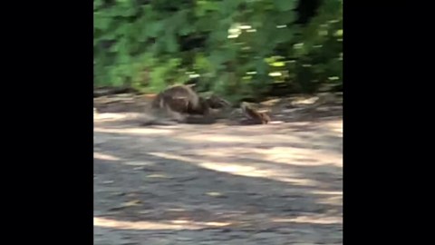 Squirrels Recorded Hunting, Killing and Eating Voles for First Time, Researchers Say