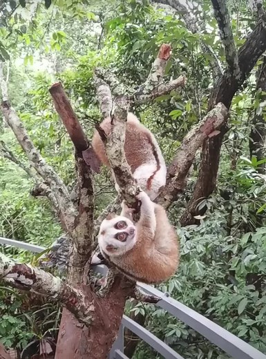 Slow Loris: Adorable Primate of Nature