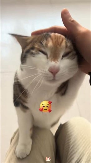 When Cats Turn Extra Sweet 😻💕