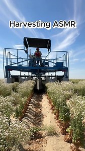 595K views · 4.6K reactions |  Seed harvester in action in a bolted lettuce field.  This specialized machine gently collects tiny lettuce seeds from flowering plants—carefully separating them from the plant material to prepare for next season’s crop.  #AgTech #SeedHarvest #Lettuce #FarmInnovation #FromFieldToFork #CaliforniaAg #KnowYourFoodSource #ASMR #Farming #WesternGrowers #KnowYourFarmer | Western Growers | Facebook