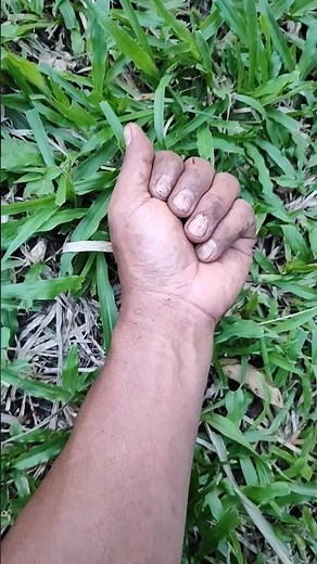 big brown caterpillar #anyuniqueanimals #beautifulinsects #caterpillar