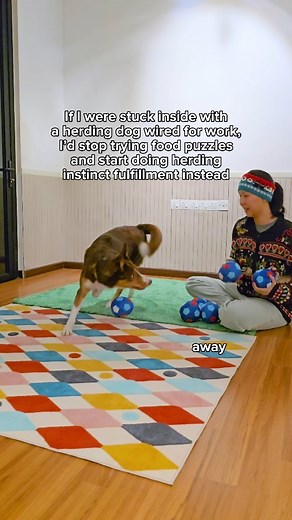 If you’re stuck inside with a herding dog wired for work, you already know how fast things can go downhill. Food puzzles keep them busy, but they don’t satisfy what their instinct is actually asking for. Enrichment toys last 5 minutes at best. And meanwhile… you can feel their frustration growing, because the need behind the behavior hasn’t been fulfilled. Because you might be indoors, but your herding dog is still on the clock.� Their instincts never switch off - not for bad weather, not for ex