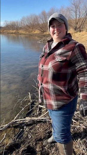 How to trap muskrat runs