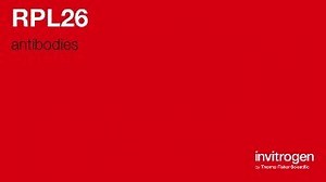 Anti-RPL26 Antibodies | Invitrogen