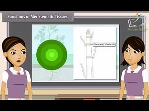 Class 9 SCIENCE BIOLOGY || Chapter Tissues || CBSE